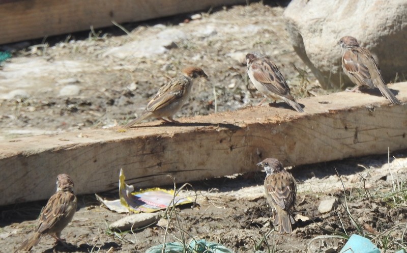 Moineau friquet - ML642460733