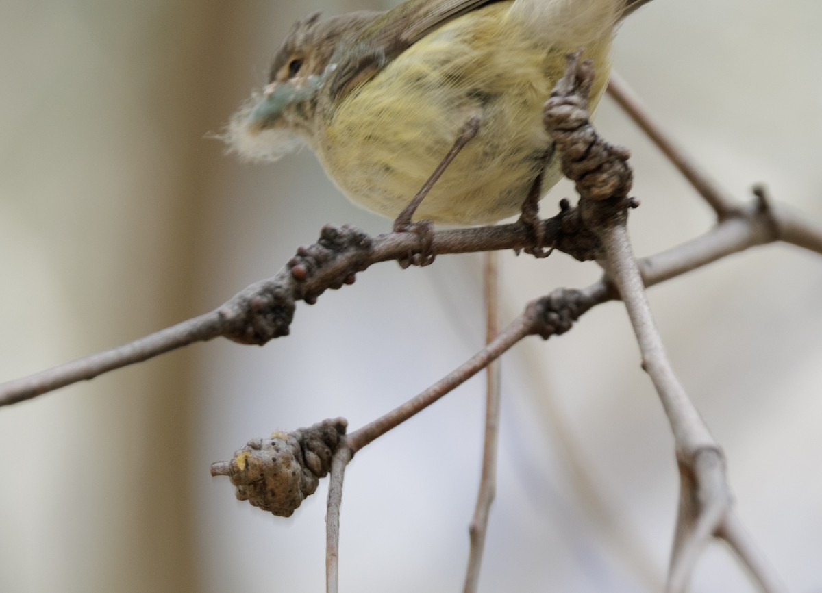 Weebill - ML642460739