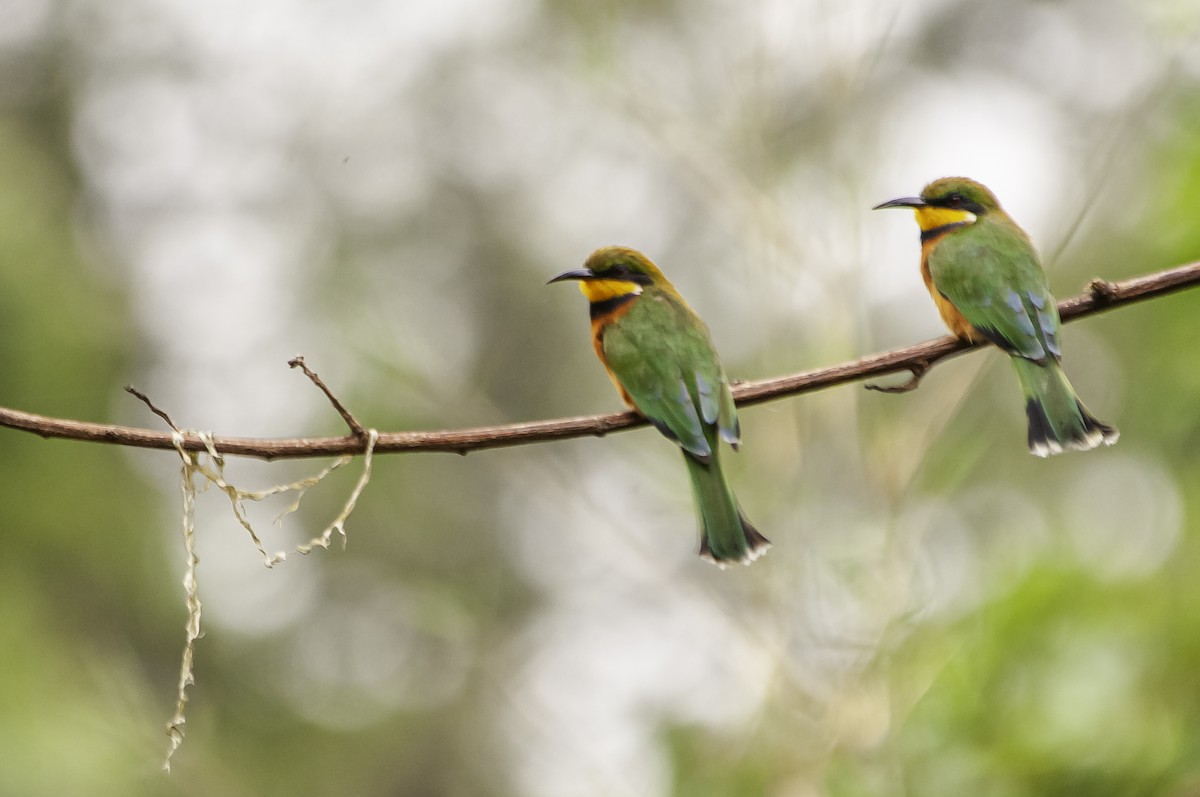Cinnamon-chested Bee-eater - ML642460741