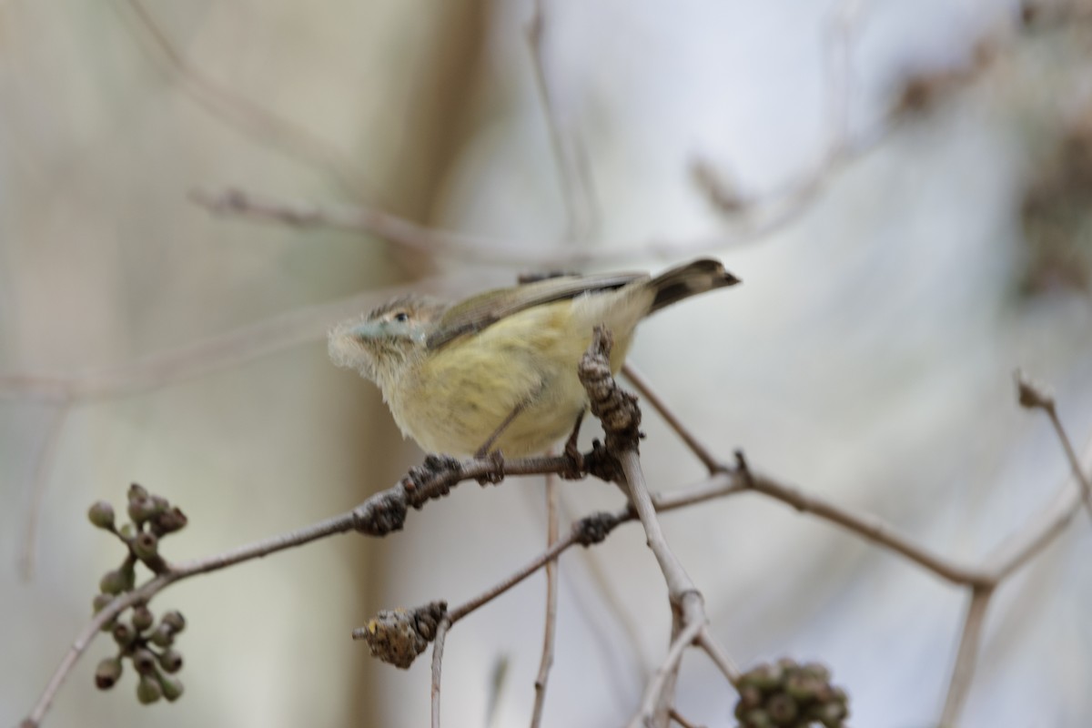 Weebill - ML642460742