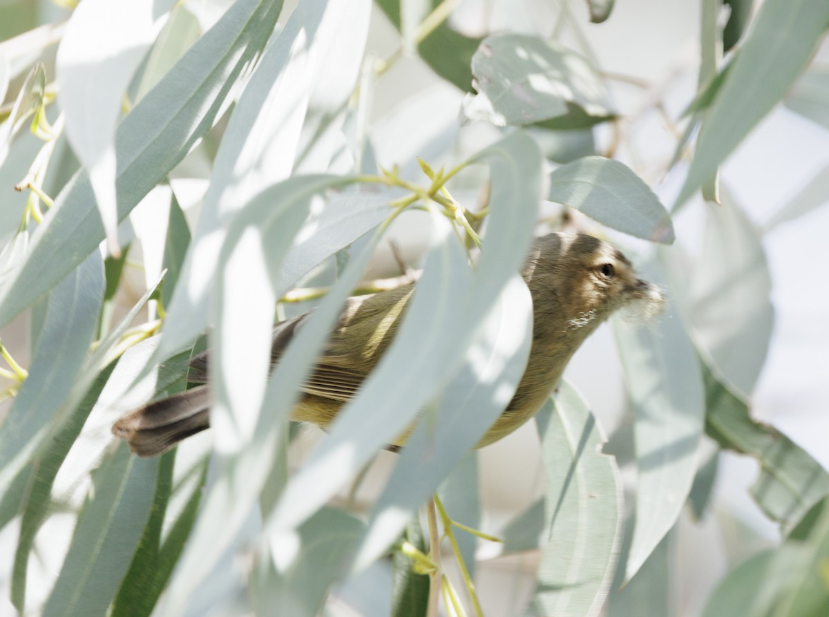Weebill - ML642460746