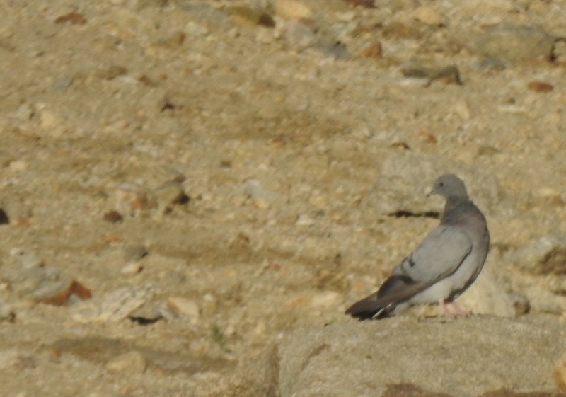 Pigeon des rochers - ML642460787