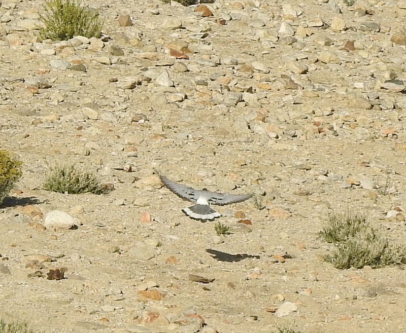 Pigeon des rochers - ML642460788
