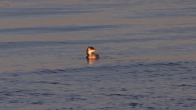Titicaca Grebe - ML642460814