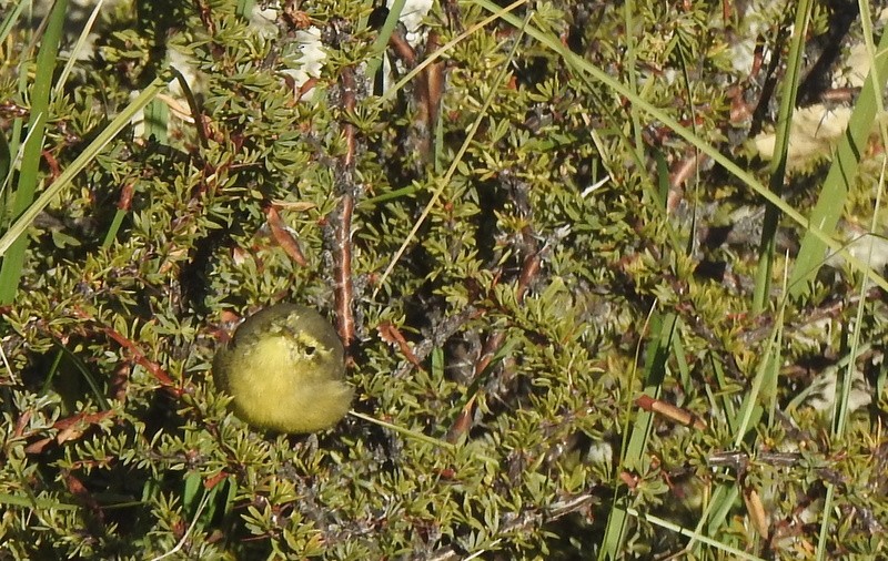Pouillot de Tickell - ML642460835
