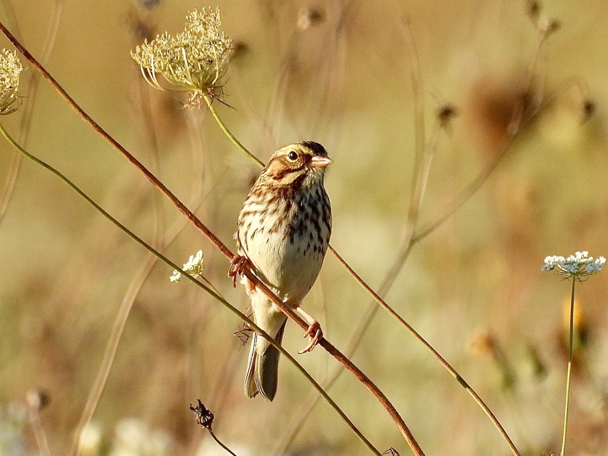 Bruant des prés - ML642460862
