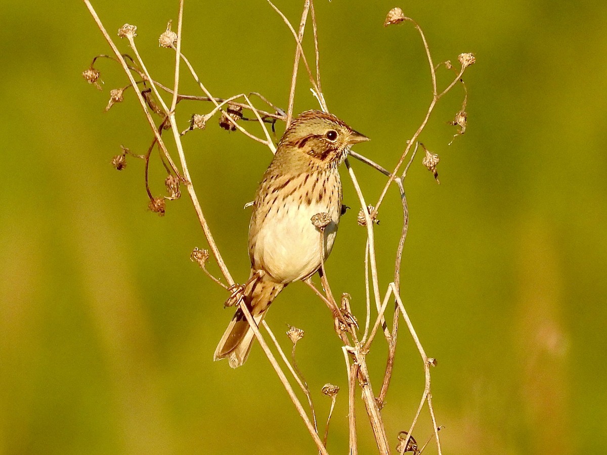Bruant de Lincoln - ML642460873