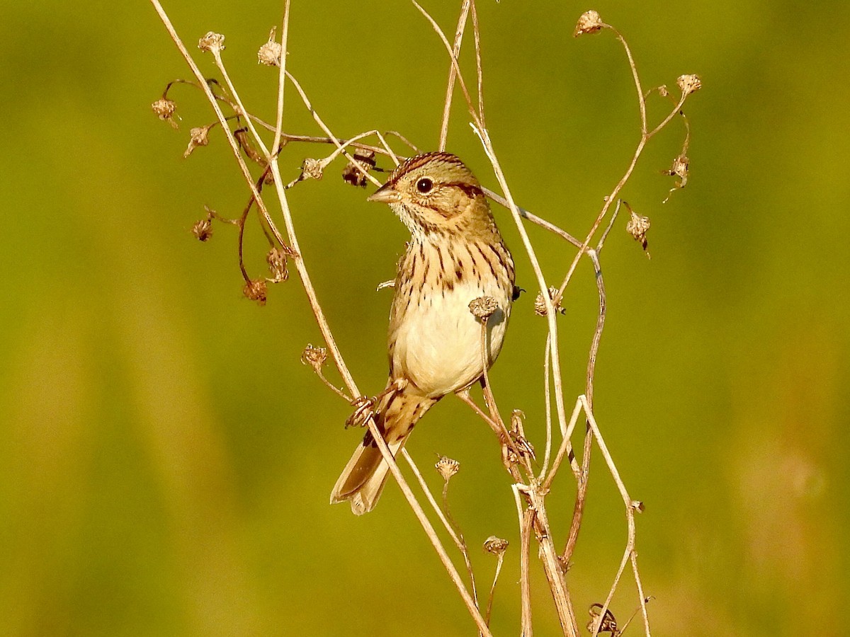 Bruant de Lincoln - ML642460874
