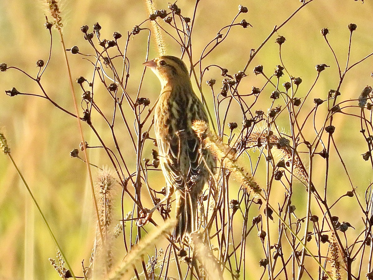 Goglu des prés - ML642460876