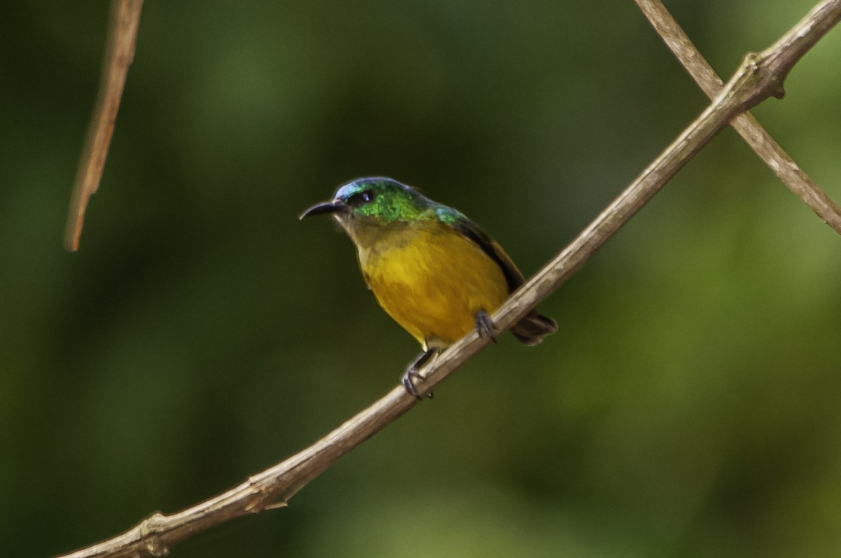 Collared Sunbird - ML642460896