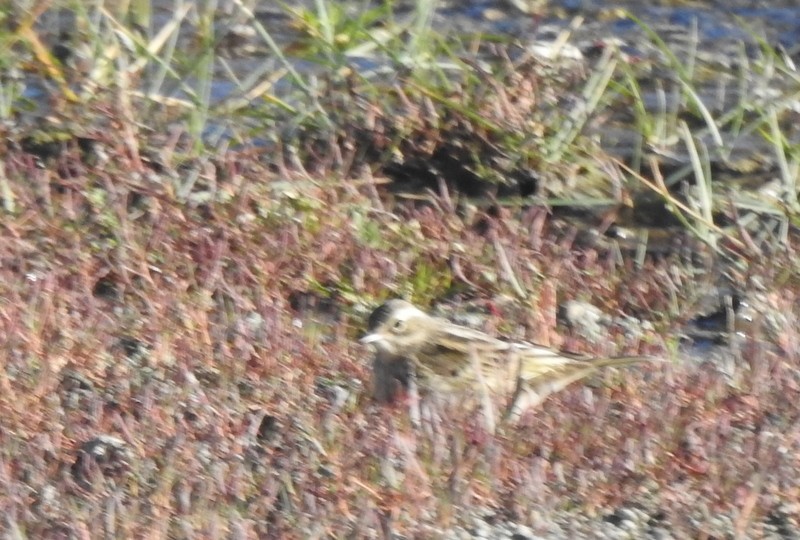 Pipit rosé - ML642460901