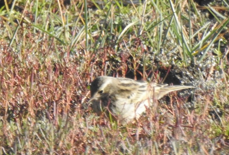 Pipit rosé - ML642460903