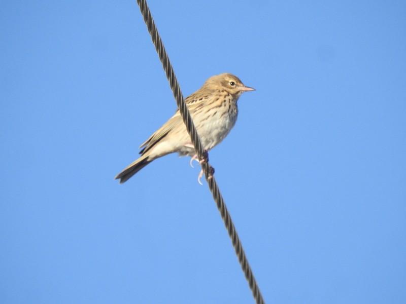 Pipit des arbres - ML642460909