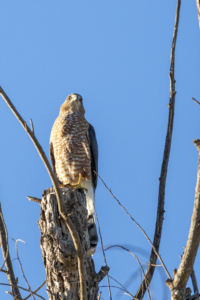 Cooper's Hawk - ML642460932