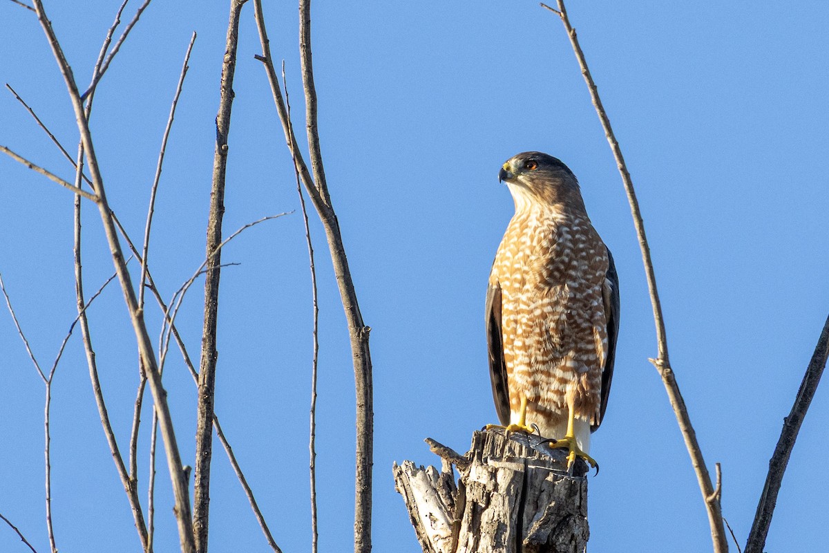 Cooper's Hawk - ML642460933