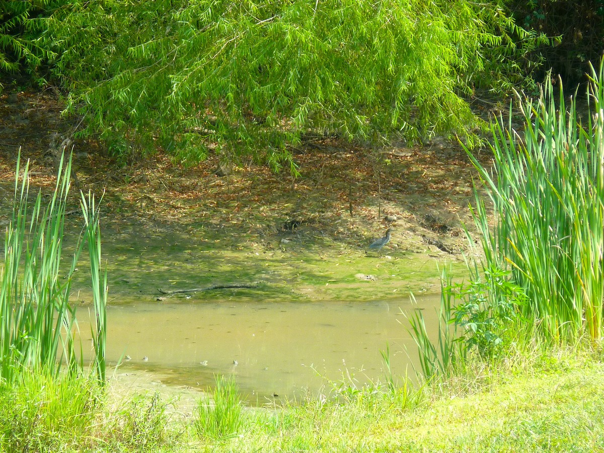 Green Heron - ML642460936
