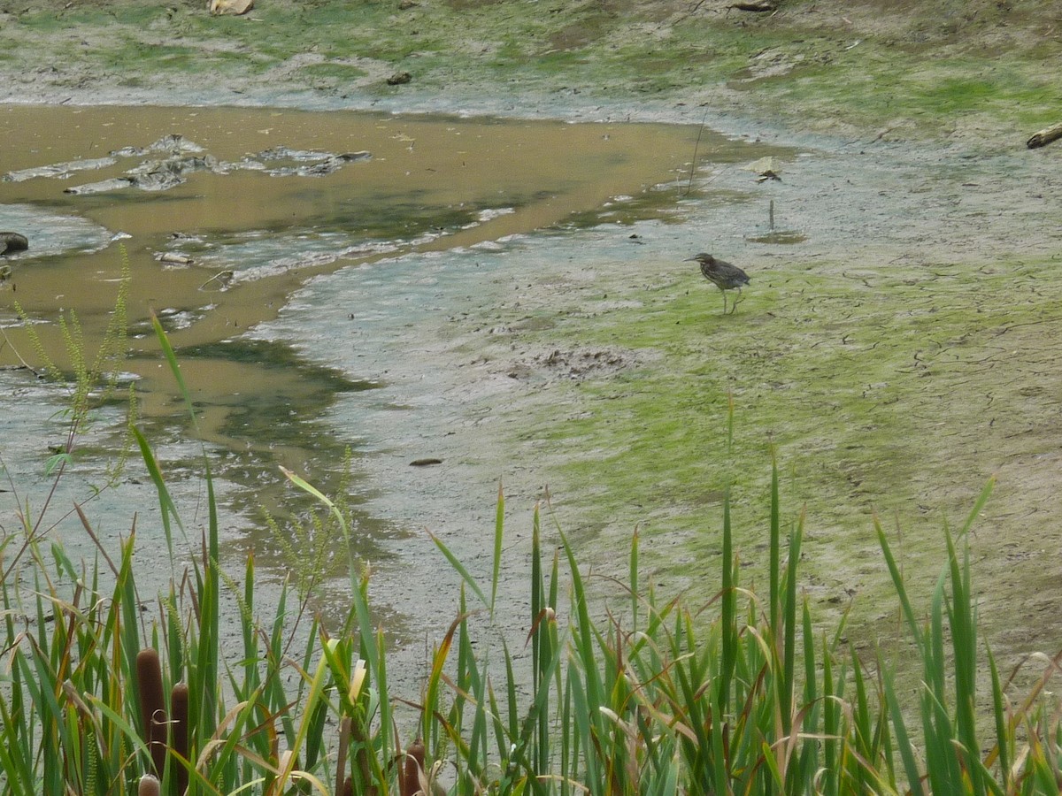 Green Heron - ML642460989
