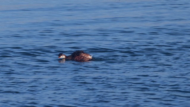 Titicaca Grebe - ML642460997