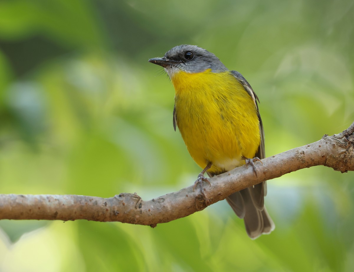 Eastern Yellow Robin - ML642461007