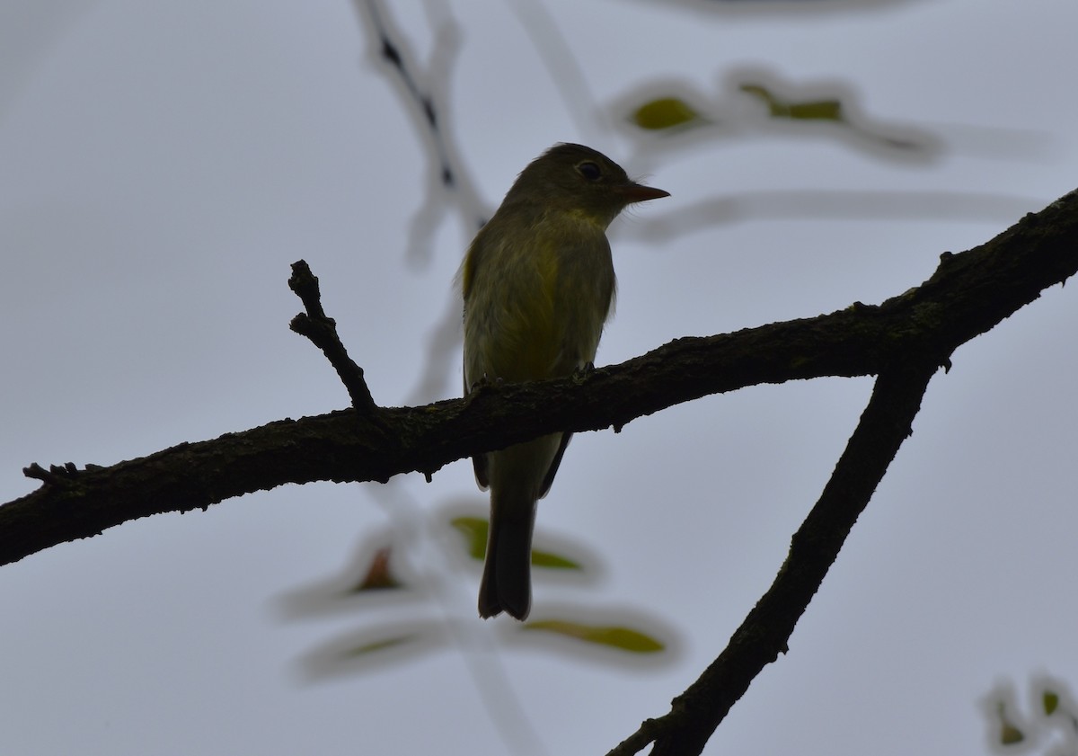 Yellow-bellied Flycatcher - ML642461068