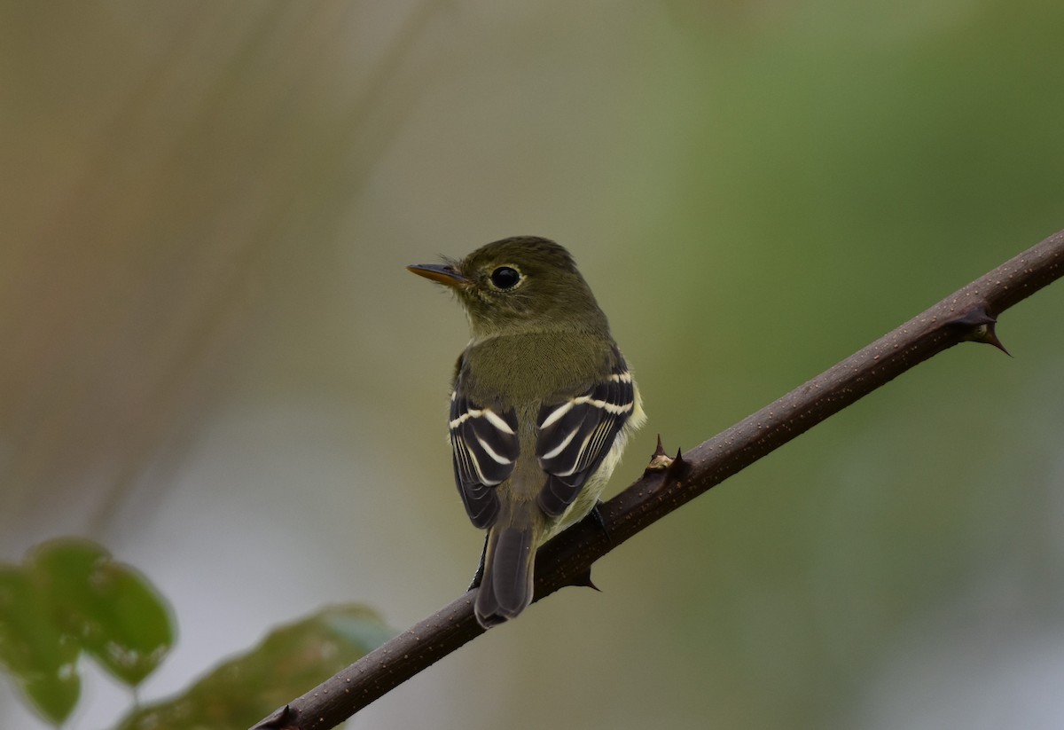 Yellow-bellied Flycatcher - ML642461069
