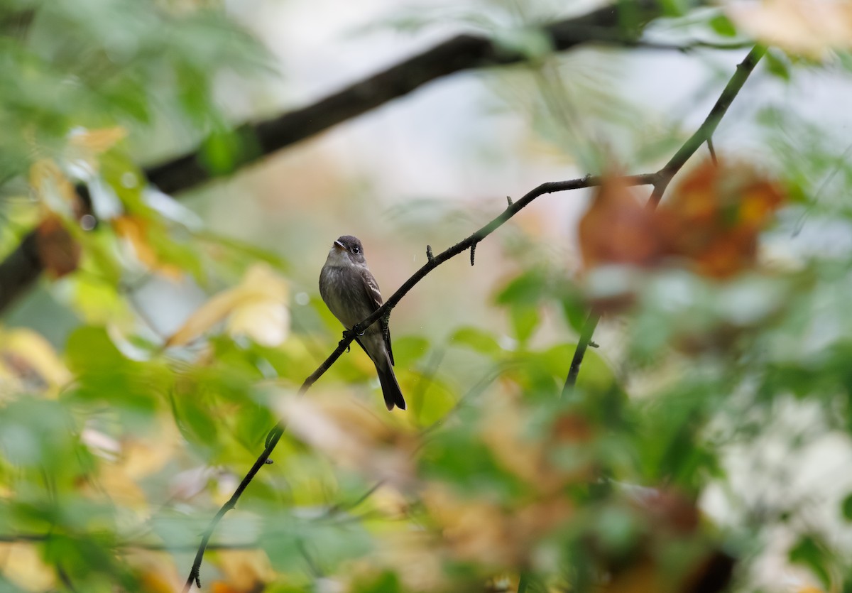 Eastern Wood-Pewee - ML642461070