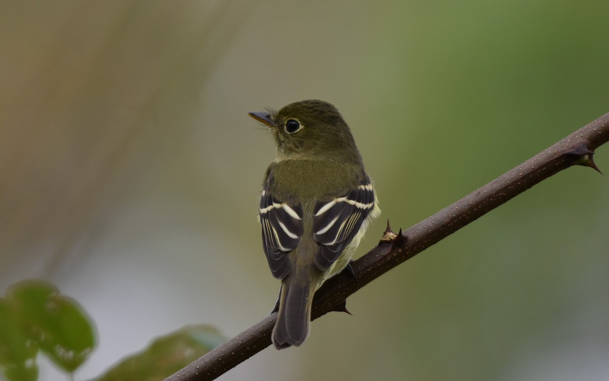 Yellow-bellied Flycatcher - ML642461075
