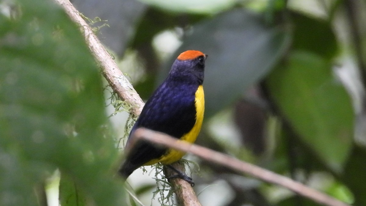 Tawny-capped Euphonia - ML642461076