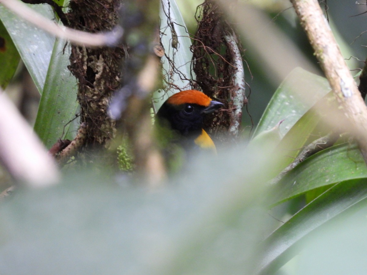 Tawny-capped Euphonia - ML642461077