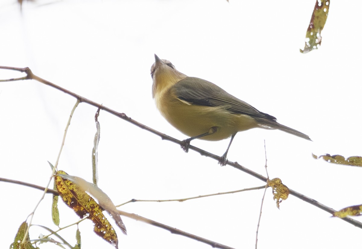 Philadelphia Vireo - ML642461079