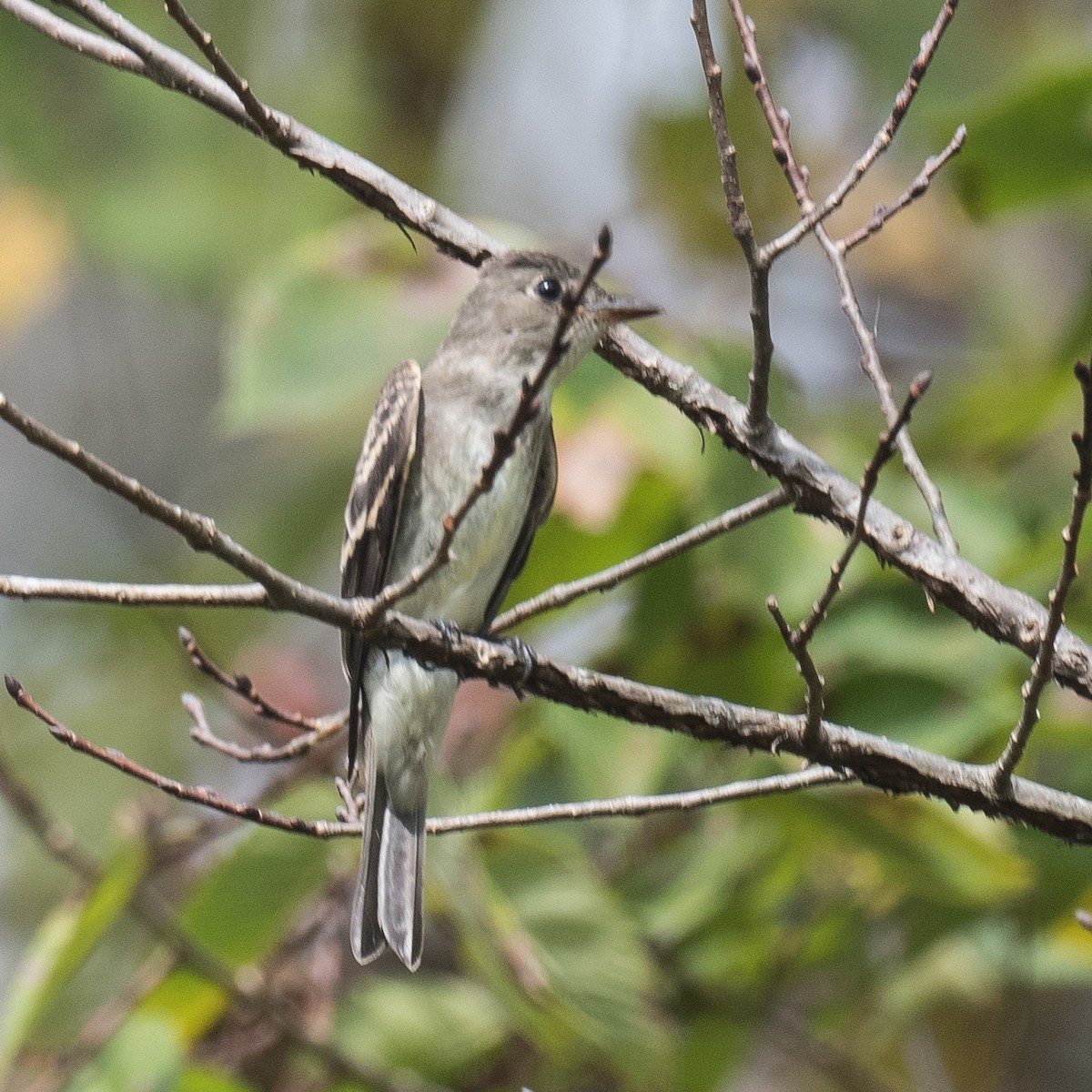 Eastern Wood-Pewee - ML642461081