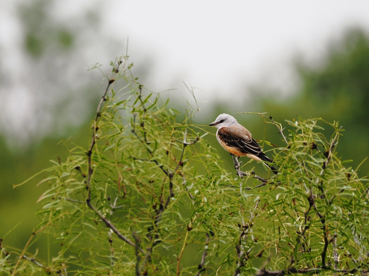 Scissor-tailed Flycatcher - ML642461083
