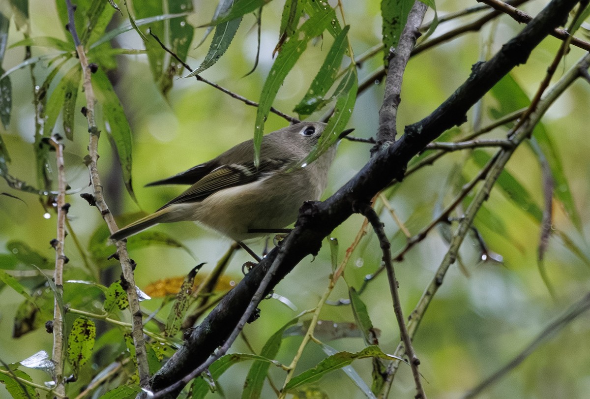 Ruby-crowned Kinglet - ML642461084
