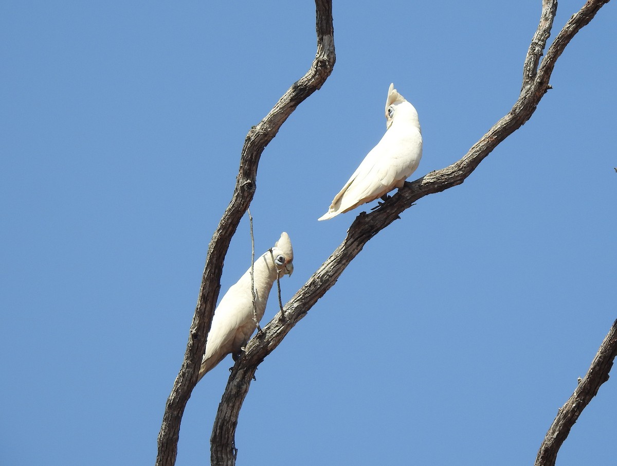 Little Corella - ML642461085