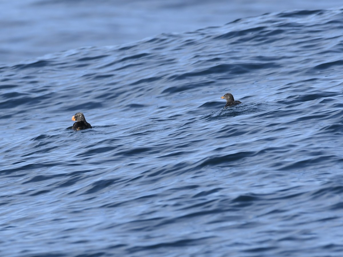 Rhinoceros Auklet - ML642461086