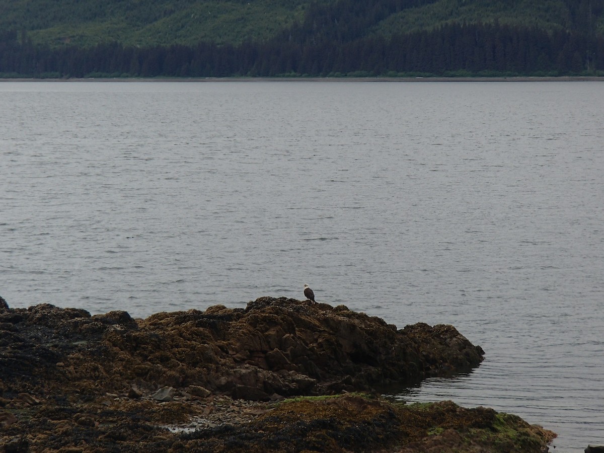Bald Eagle - ML642461087