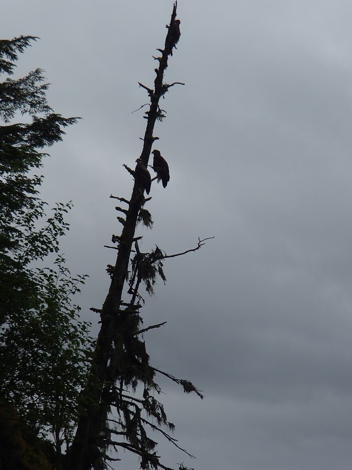 Bald Eagle - ML642461088