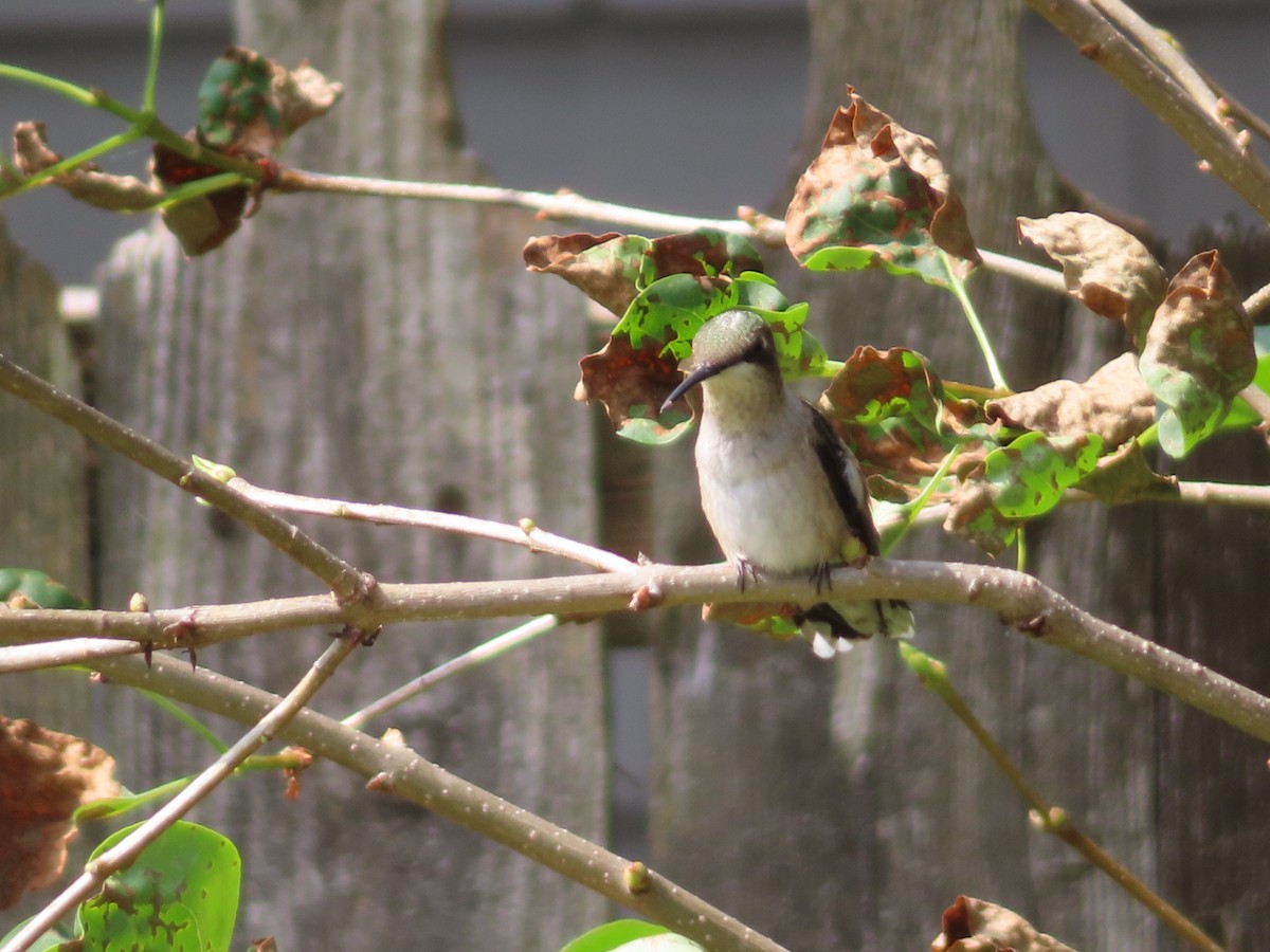 Ruby-throated Hummingbird - ML642461089