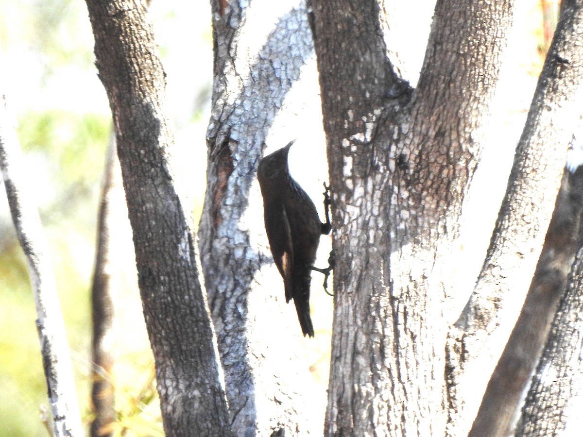 Black-tailed Treecreeper - ML642461097