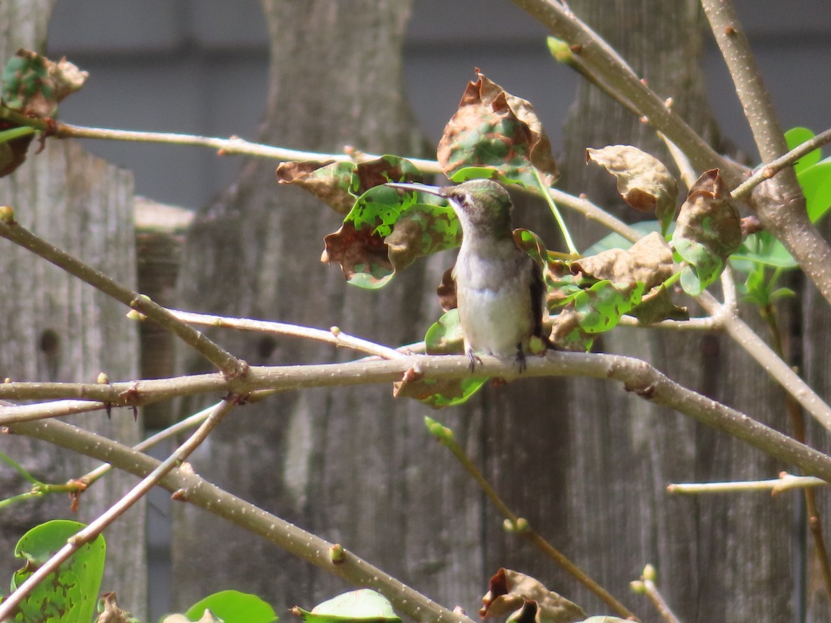 Ruby-throated Hummingbird - ML642461099