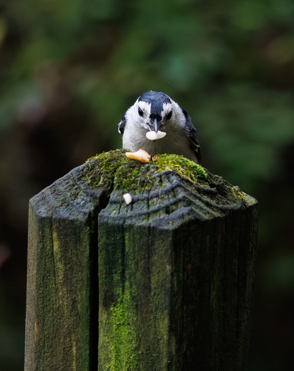 White-breasted Nuthatch - ML642461100