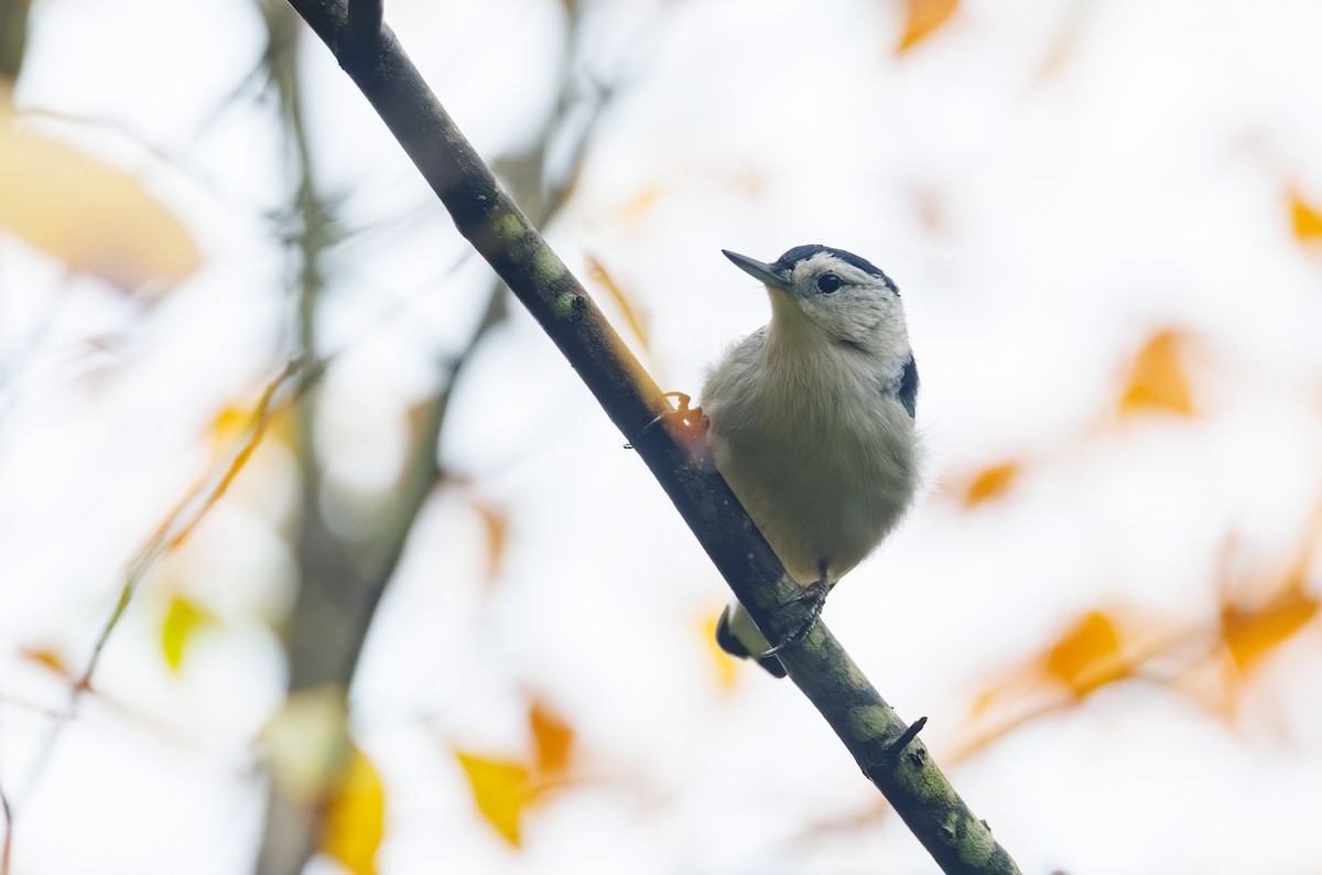 White-breasted Nuthatch - ML642461101