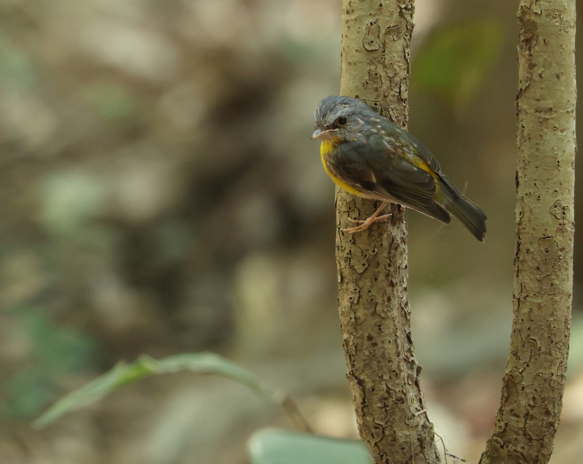 Eastern Yellow Robin - ML642461102