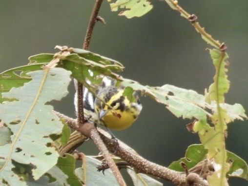 Fichtenwaldsänger - ML642461113