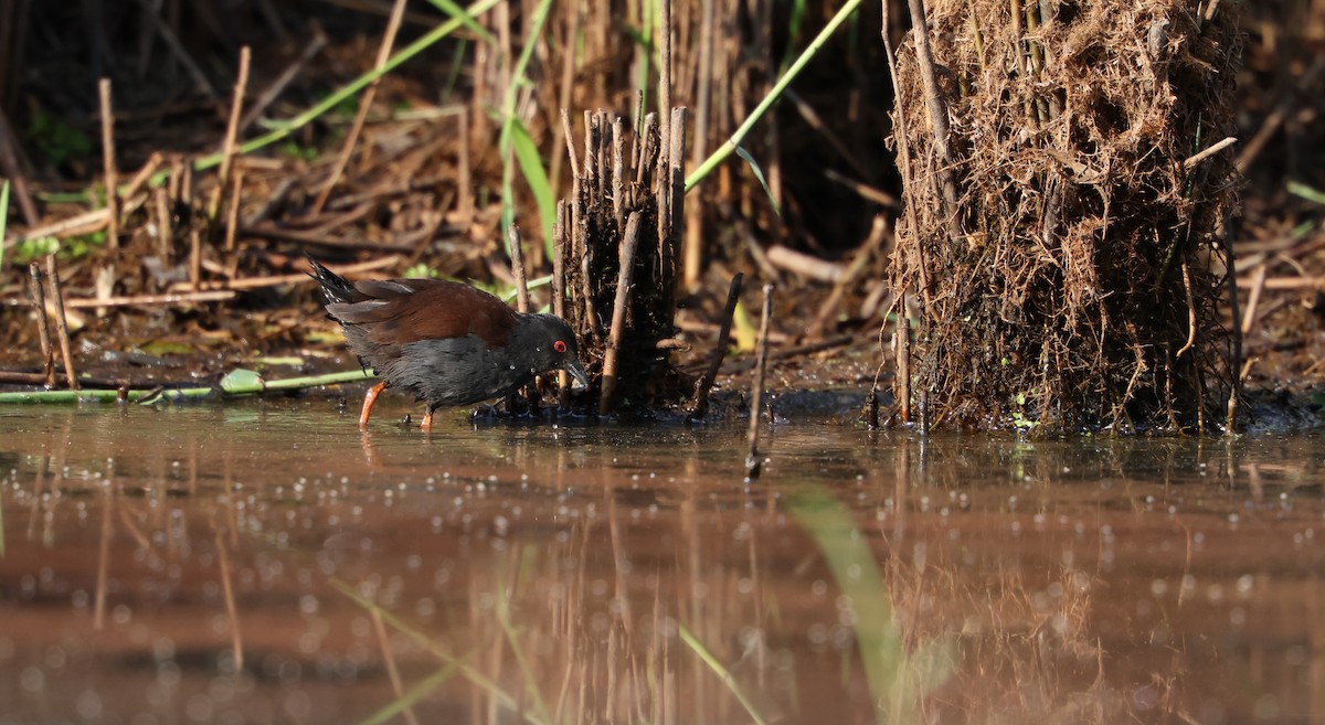 Spotless Crake - ML642461125