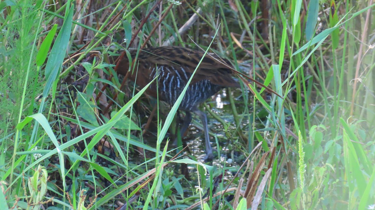 King Rail - ML642461126