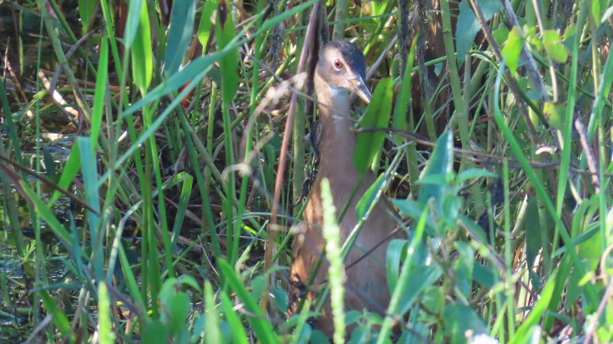 King Rail - ML642461127