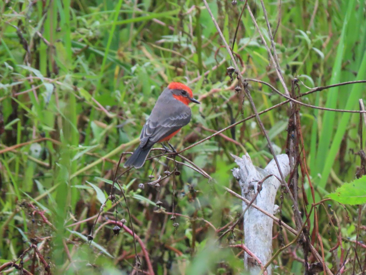 Vermilion Flycatcher - ML642461146