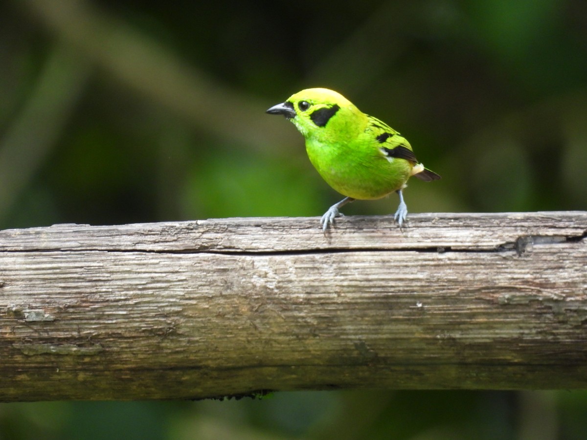 Emerald Tanager - ML642461162