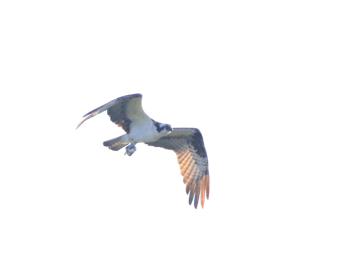 orlovec říční (ssp. carolinensis) - ML642461171